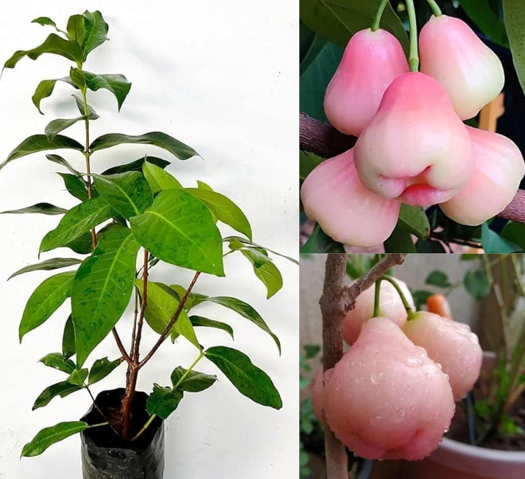 Pink Java Water Apple (Grafted) Live Plant
