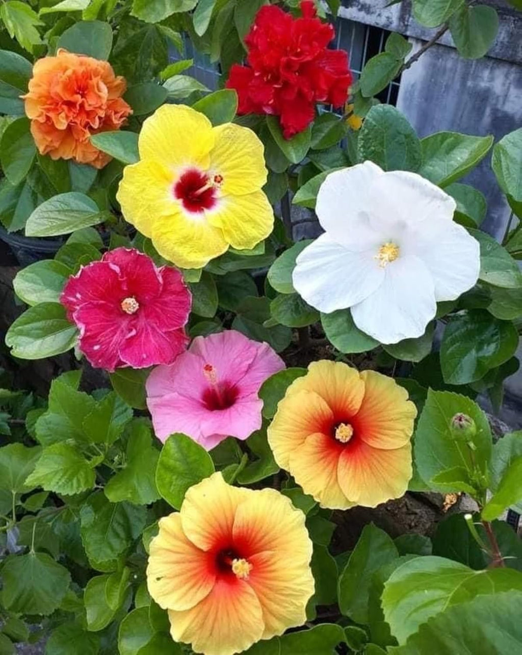Multi Colour Hibiscus Hybrid Live Plant (GRAFTED 4-6 COLOUR)| Jaba Ornamental Flowering Plant | Exotic Blooming Plant for Home Garden