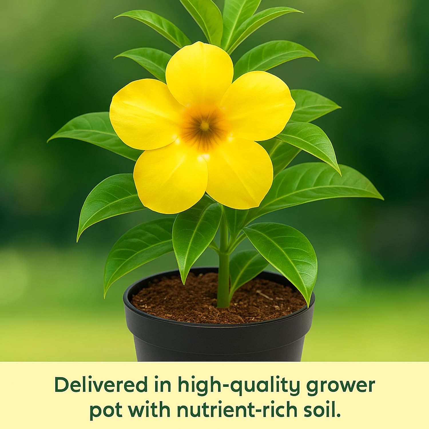 Allamanda Yellow (Golden Trumpet) Live Flowering Plant | Round The Year Bloomer