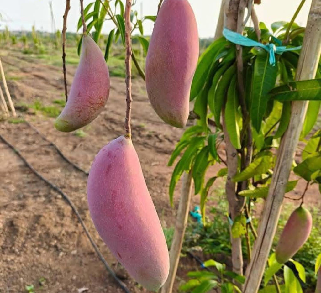 Thai Chiang Mai Mango (Grafted) Live Plant
