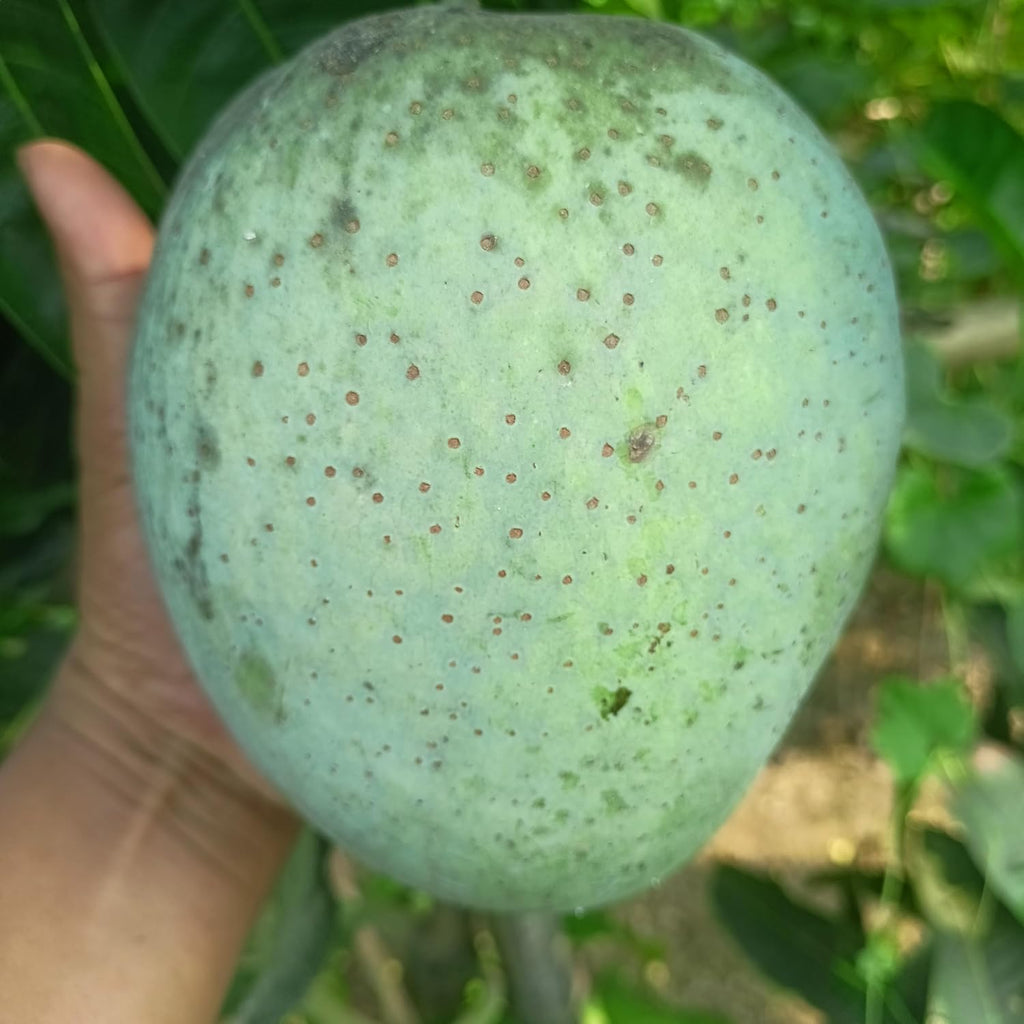 Brunei King Mango (4KG) Grafted Plant