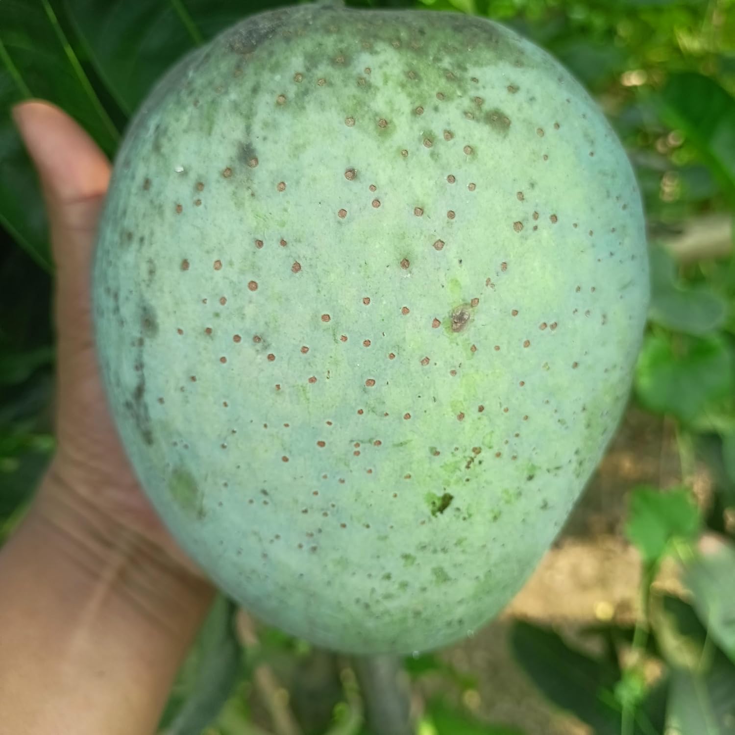 Brunei King Mango (4KG) Grafted Plant