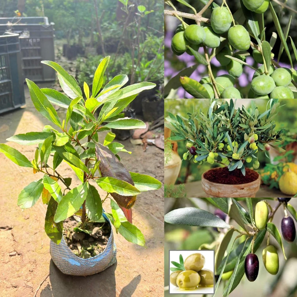 Arabic Olive Imported Self Pollinating Plant