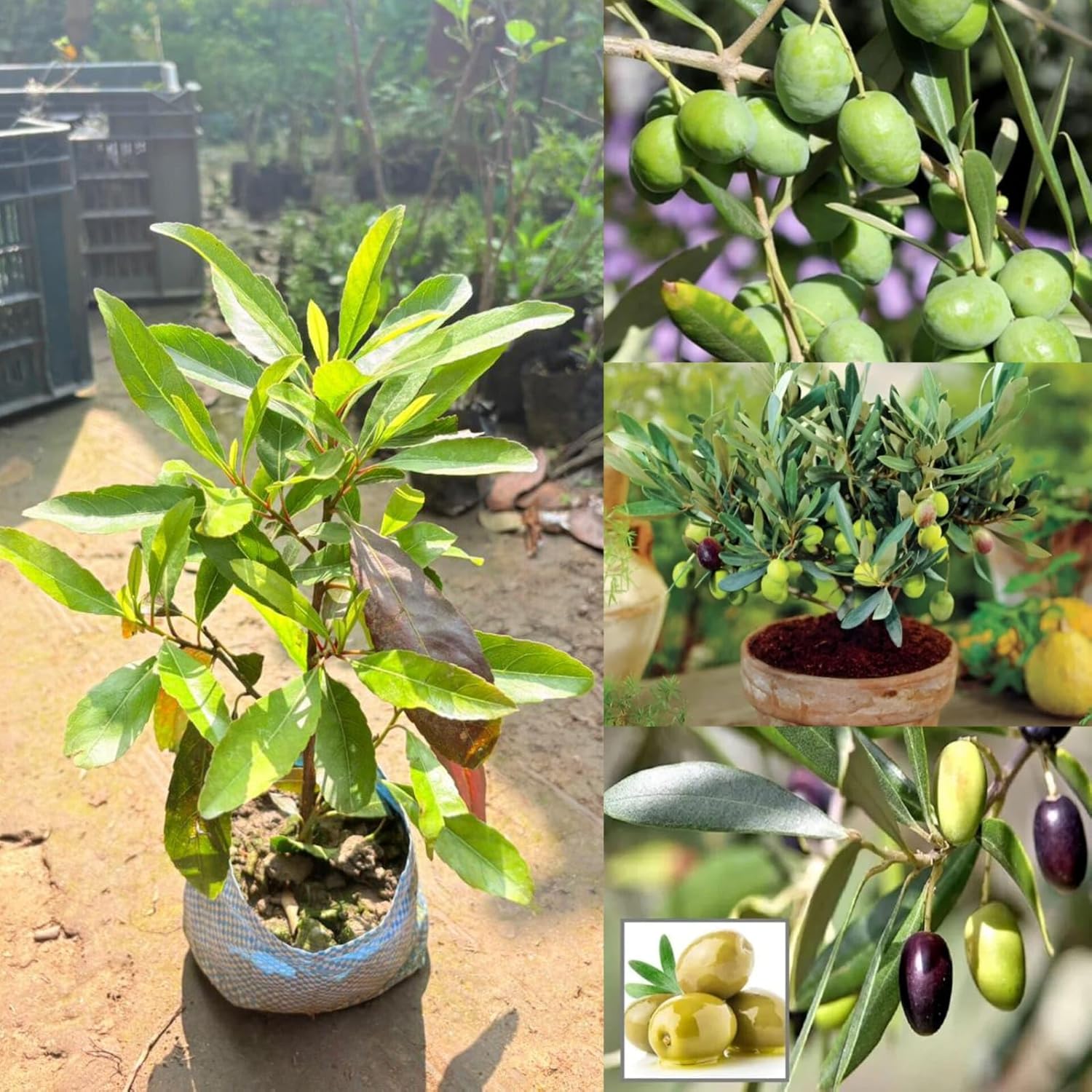 Arabic Olive Imported Self Pollinating Plant