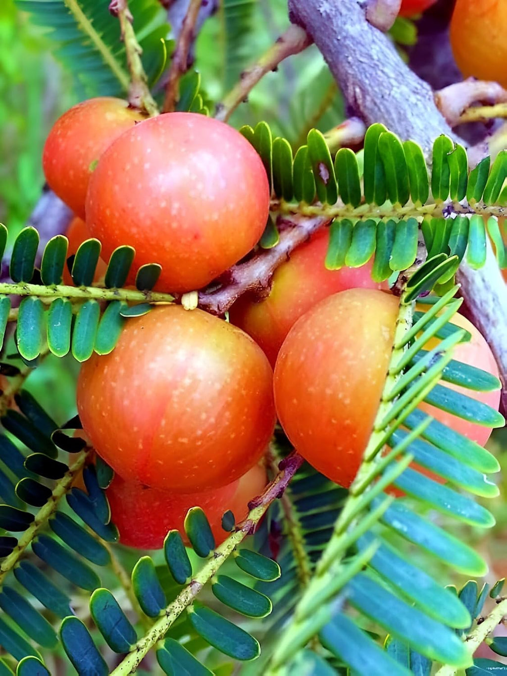Red Gooseberry Amla (Thailand Variety Hybrid) Grafted Live Plant