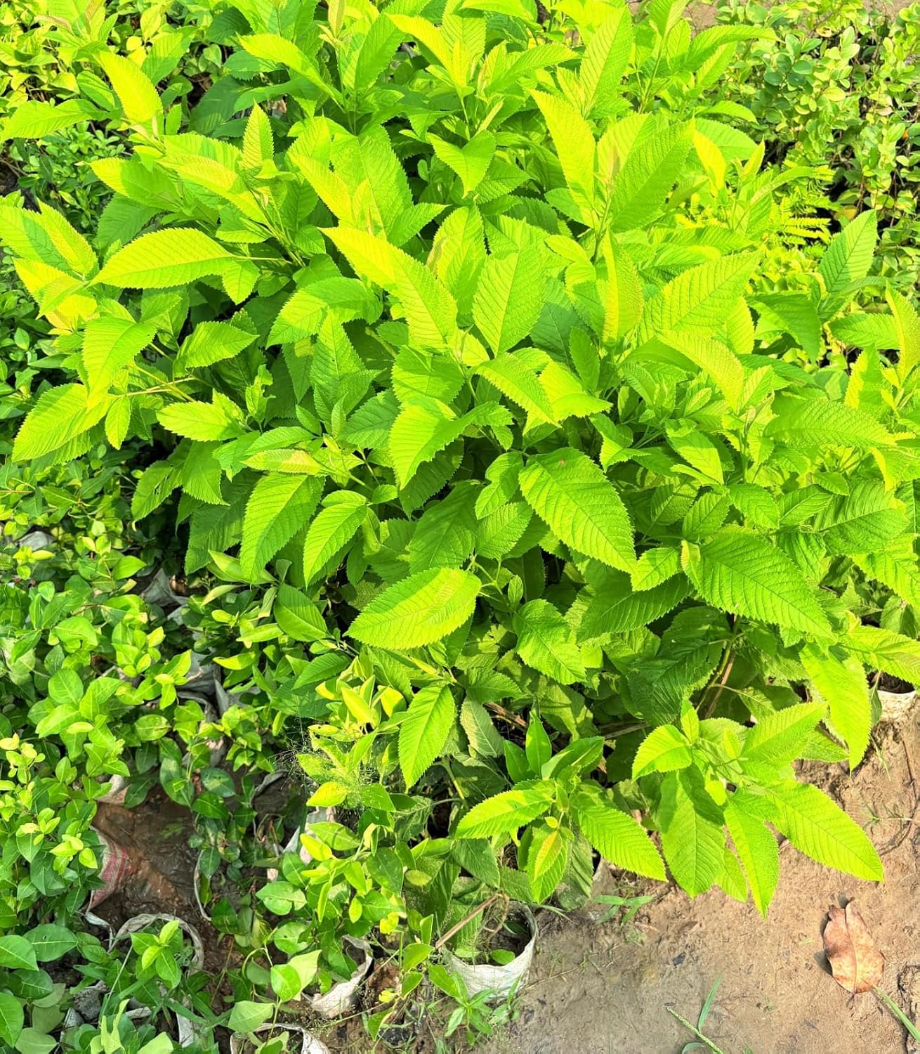 PlantExotic Tecoma Dwarf Yellow Flower Live Plant