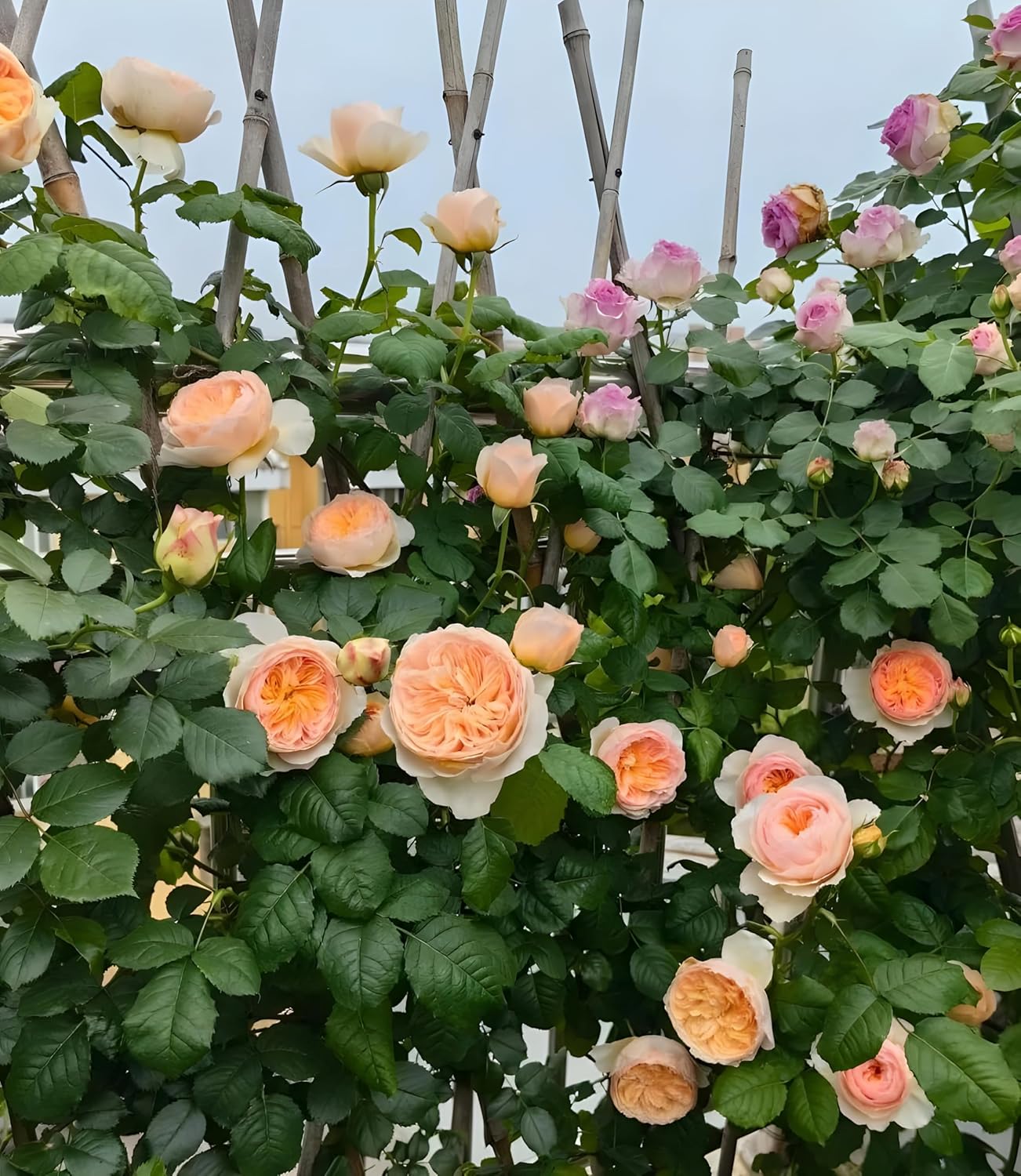 Climbing Rose Cream Flower Plant