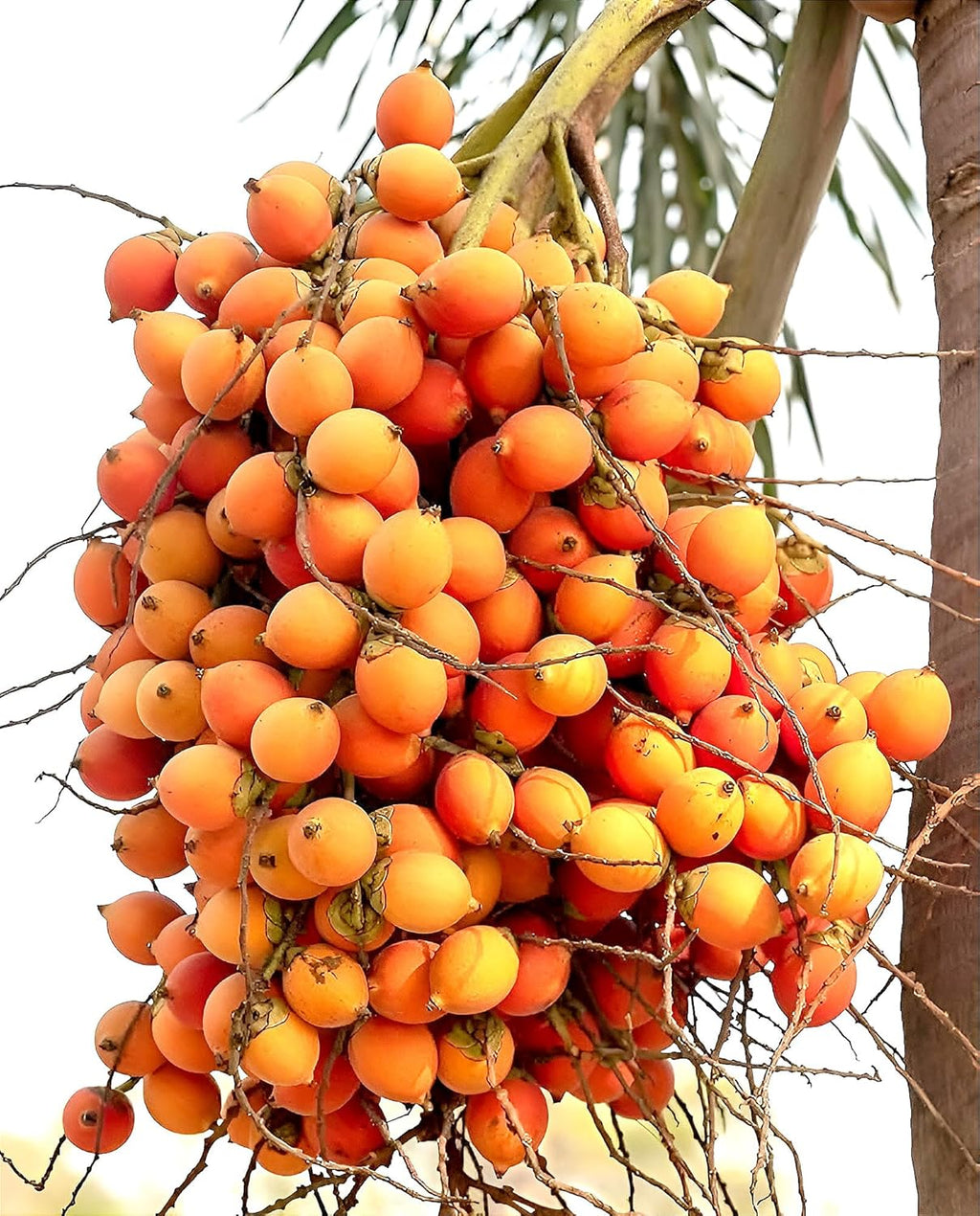 Betel Nut (Supari) Areca Palm Plant
