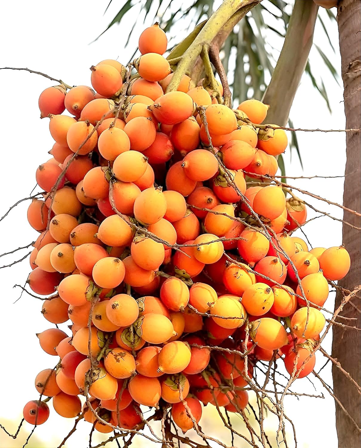 Betel Nut (Supari) Areca Palm Plant