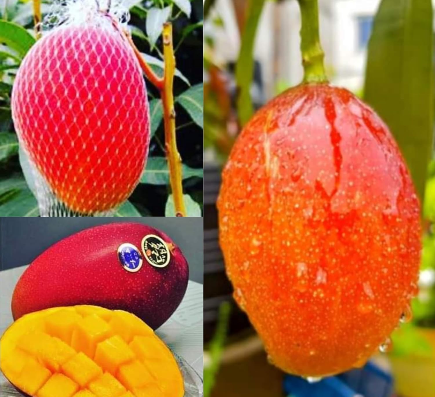Japanese Miyazaki Mango Grafted