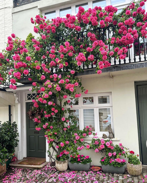 Climbing Rose (Dark Pink)