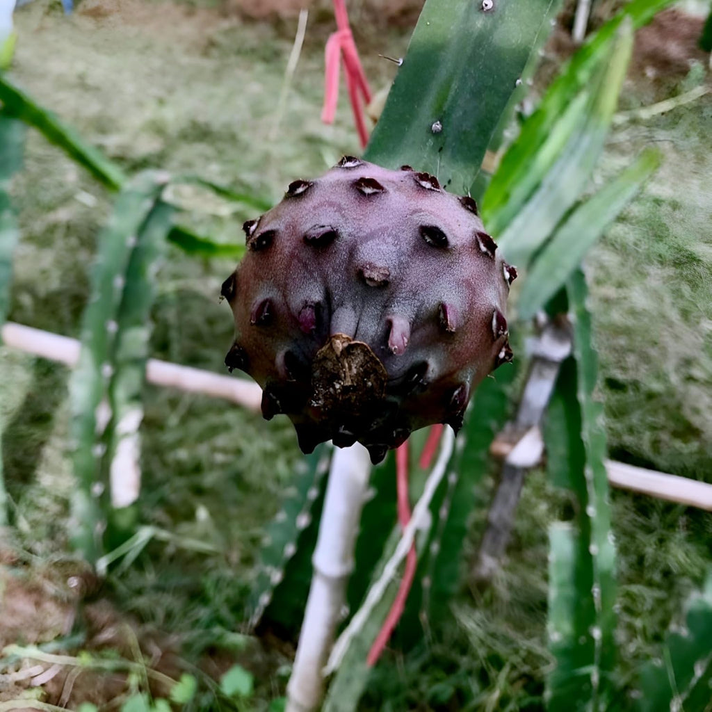 Black Dragon Fruit Plant