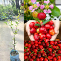 Sweet Cherry (Sylvia) Grafted Fruit Plant