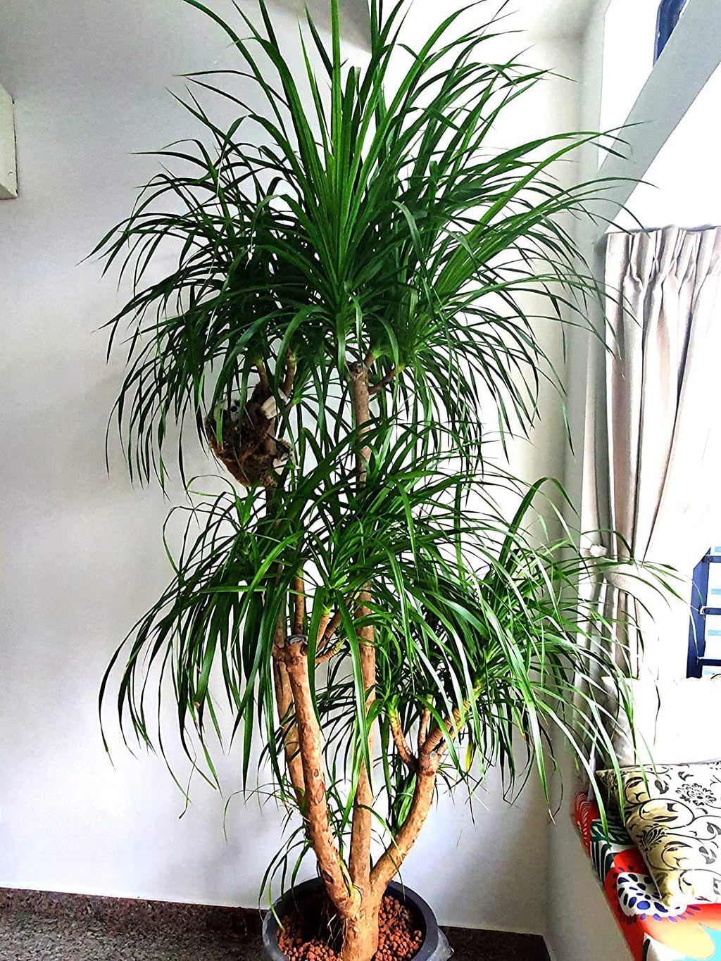 Dracaena Draco Indoor Plant