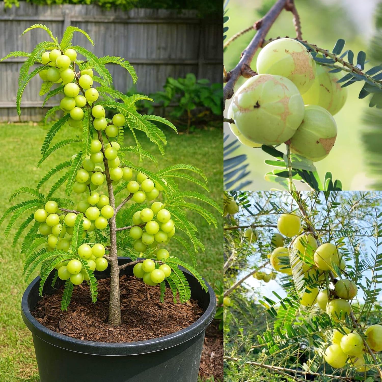 Amla (Gooseberry) Hybrid Clone Live Plant | Early Fruiting Amalaki Tree