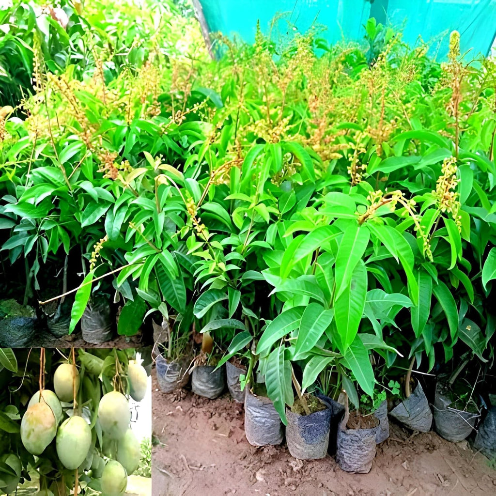 Sadabahar Mango Baramasi Grafted Live Mango Plant
