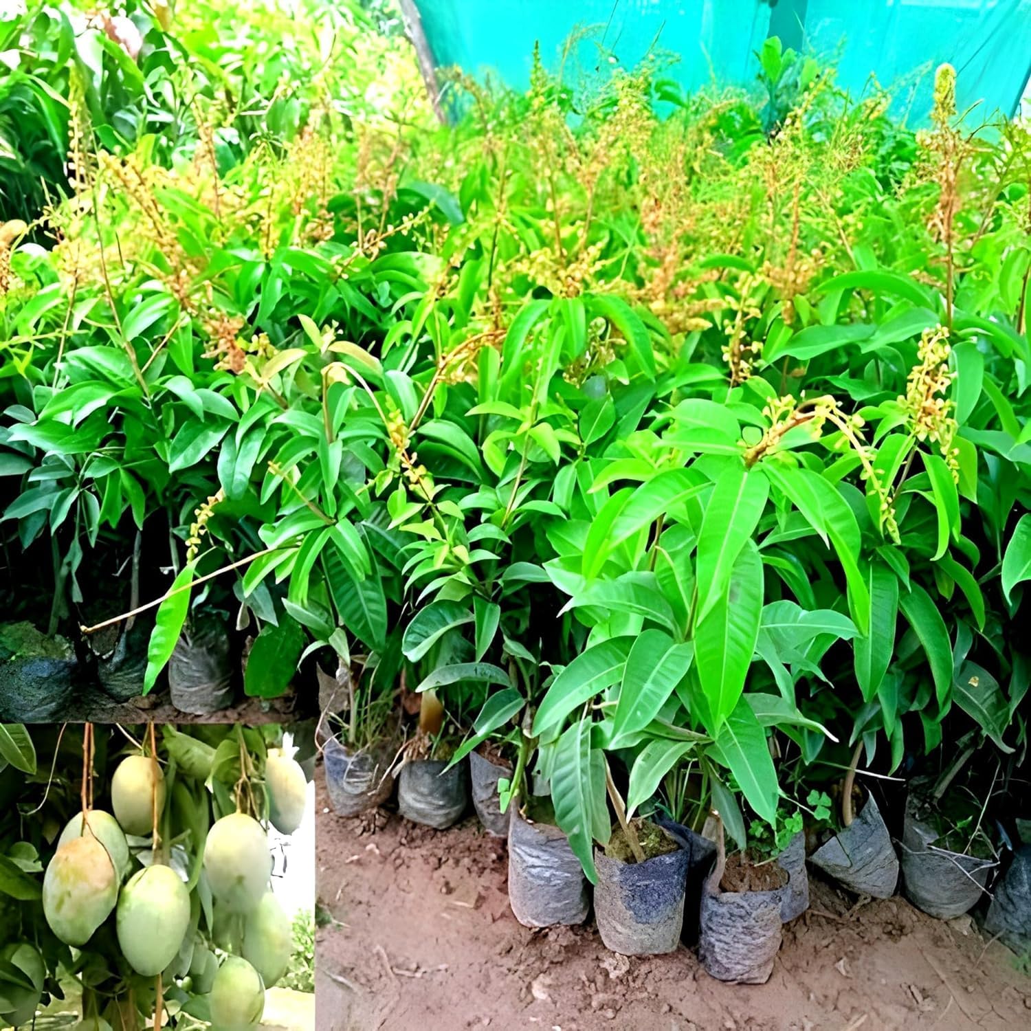 Sadabahar Mango Baramasi Grafted Live Mango Plant