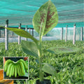 G9 Grand Naine Banana Plant