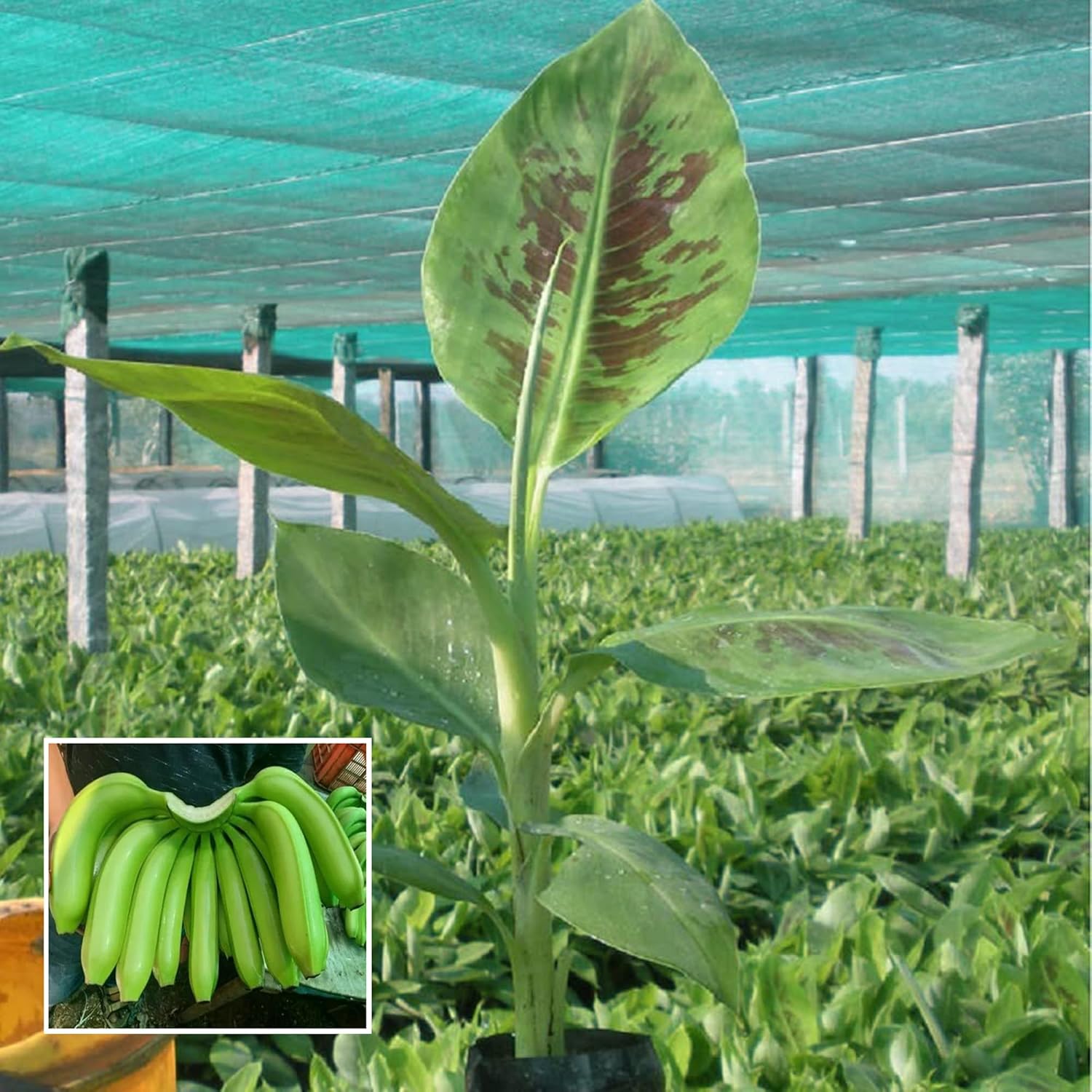 G9 Grand Naine Banana Plant