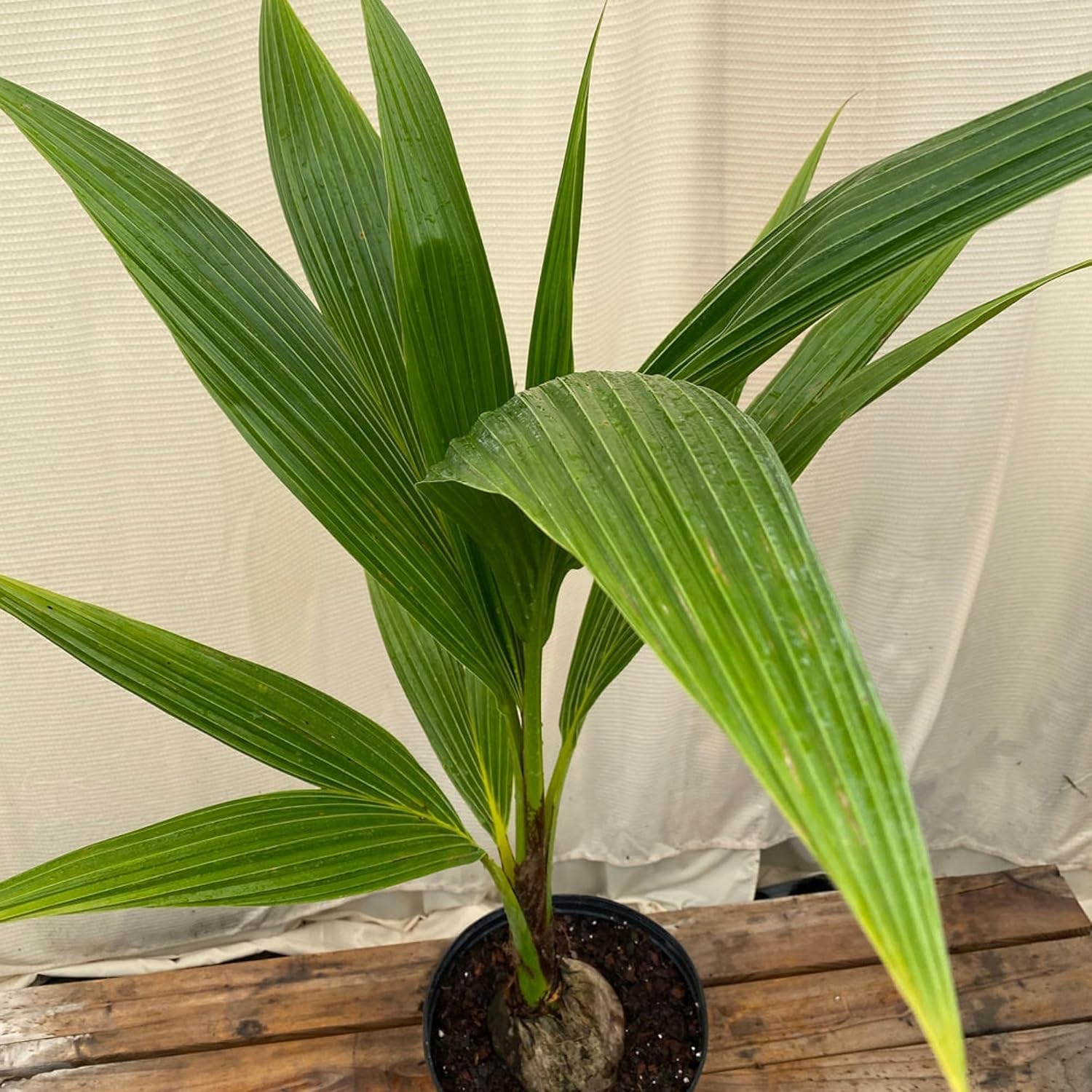 Dwarf Green Yellow Hybrid Coconut Plant