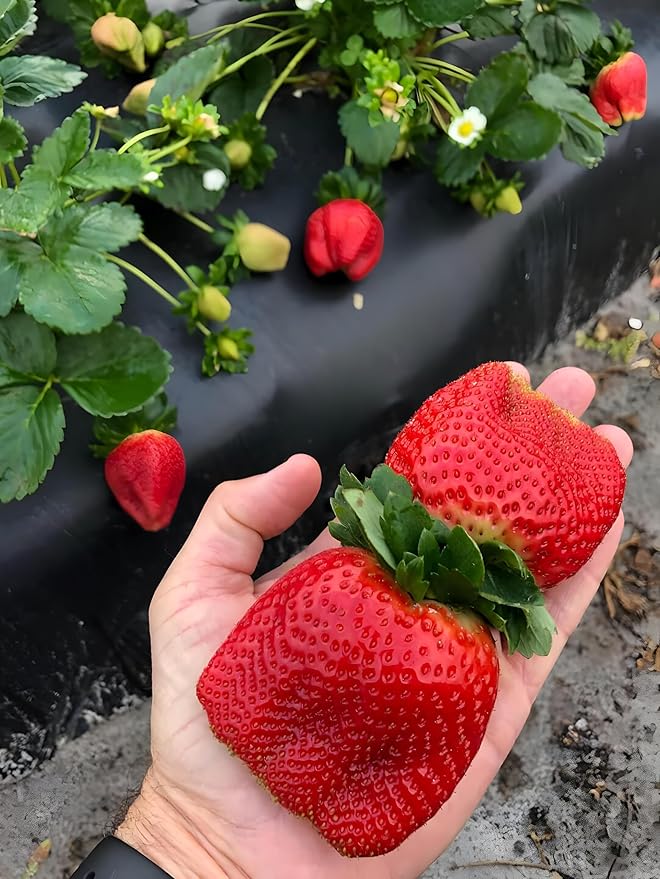 PlantExotic Red Strawberry Plant Thai Variety Healthy Live Plant With Grow bag Height 20-30 c.m for home gardening Pack Of -1