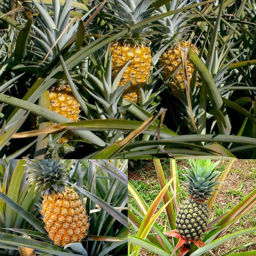 Yellow Pineapple  Live Plant