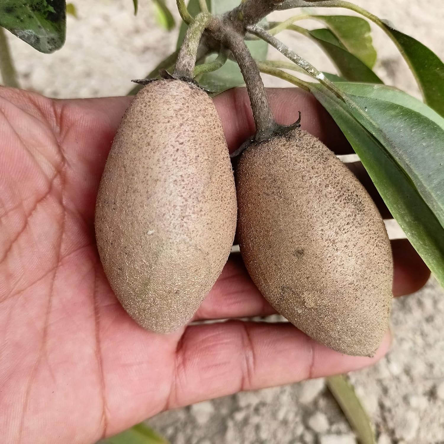 PlantExotic Sweet & Tasty Thai Long Banana Sapota/Chiku Live Plant(GRAFTED) All Time Variety.