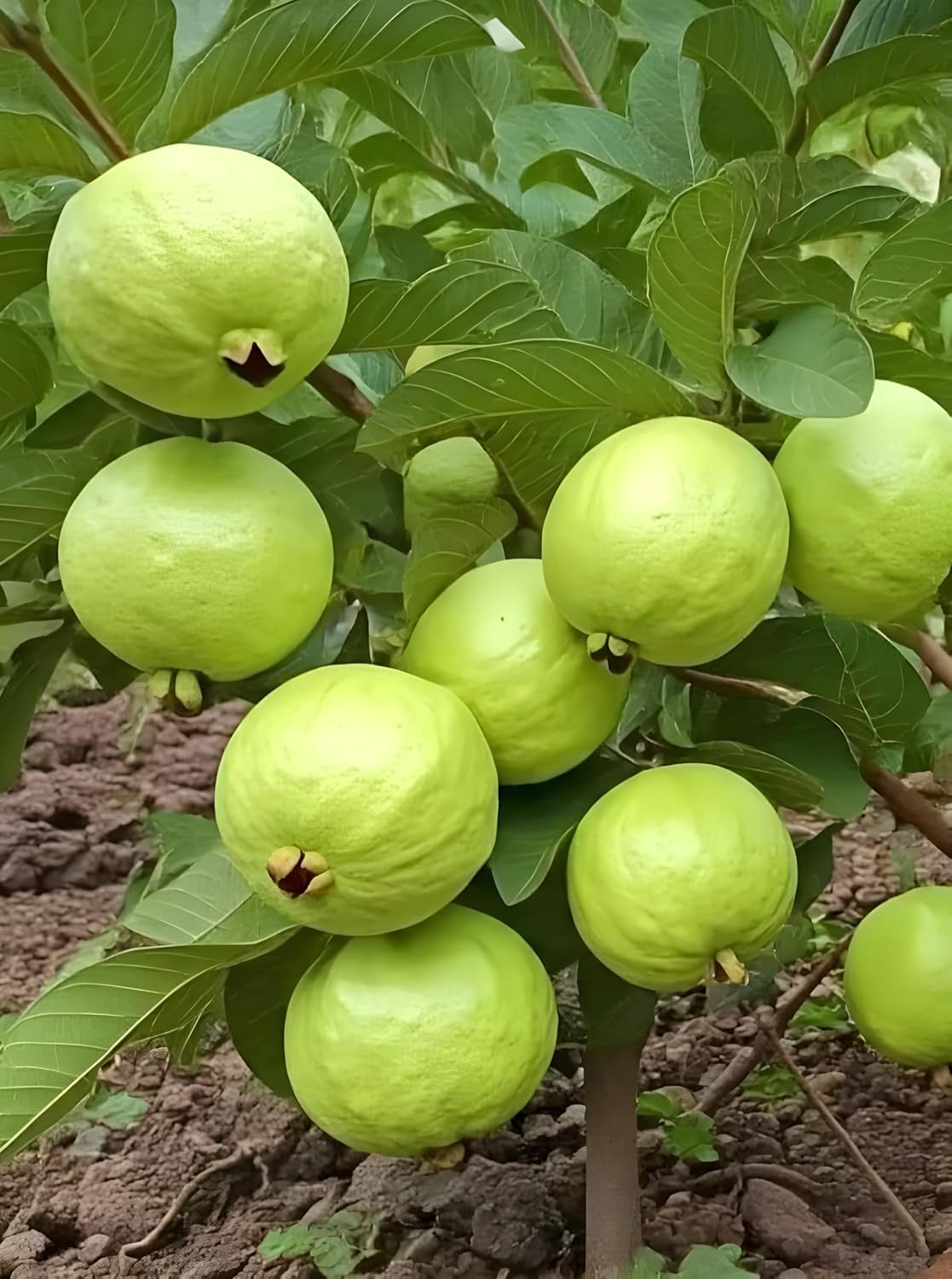 Banarasi Guava Grafted Plant | Premium Live Amrud Fruit Plant for Home Garden & Terrace Gardening | Fast Growing High Yield Guava Plant
