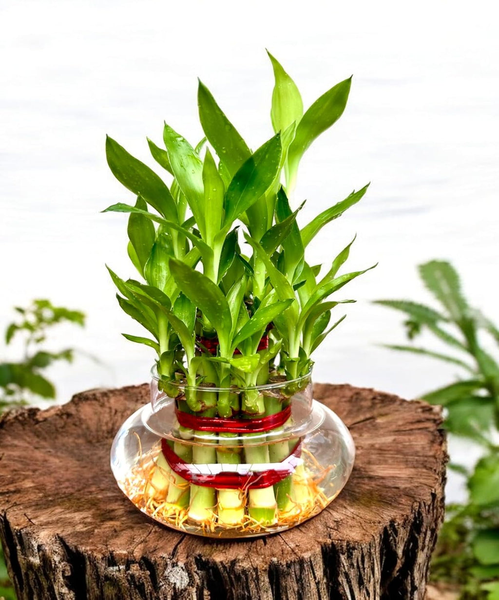 Lucky Bamboo 2 Layer Indoor Plant with Decorative Stones | Feng Shui Table Top Plant