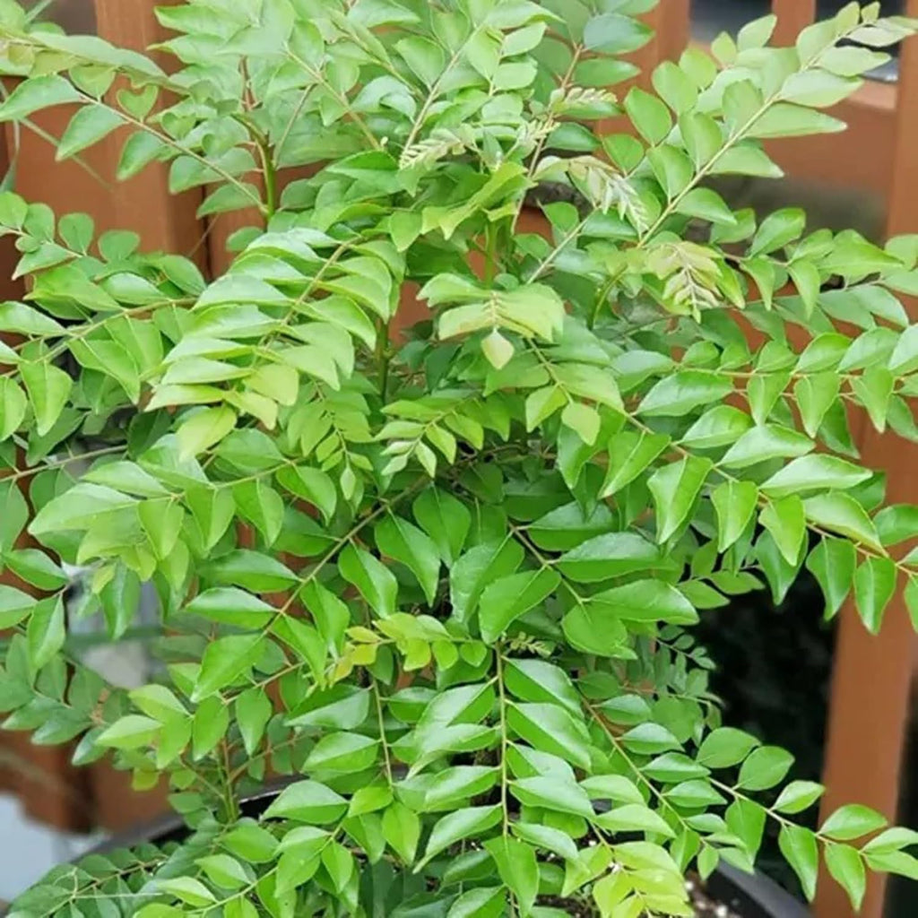 Curry Patta (Kadi Patta) Plant with out Pot