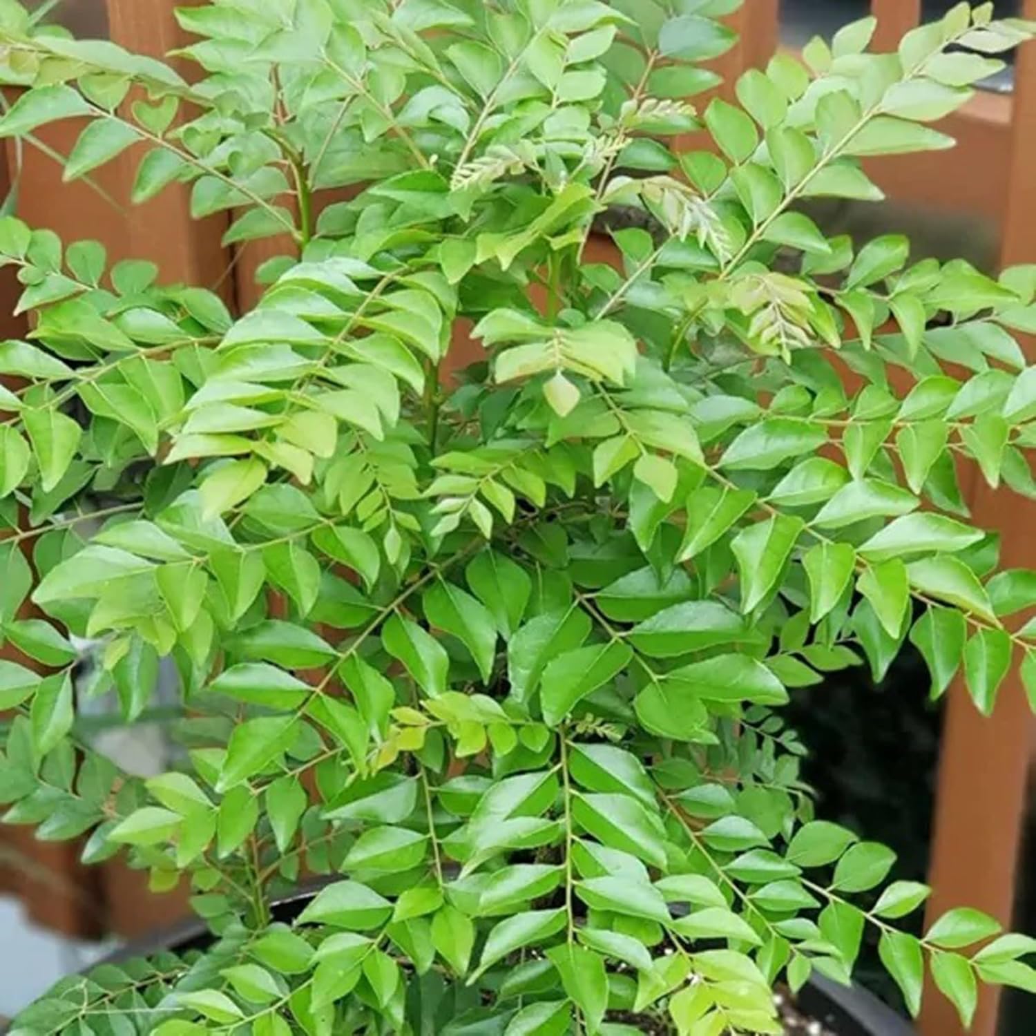 Curry Patta (Kadi Patta) Plant with out Pot