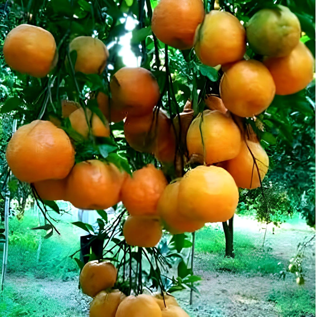 Nagpur Mandarin Orange Grafted Live Plant
