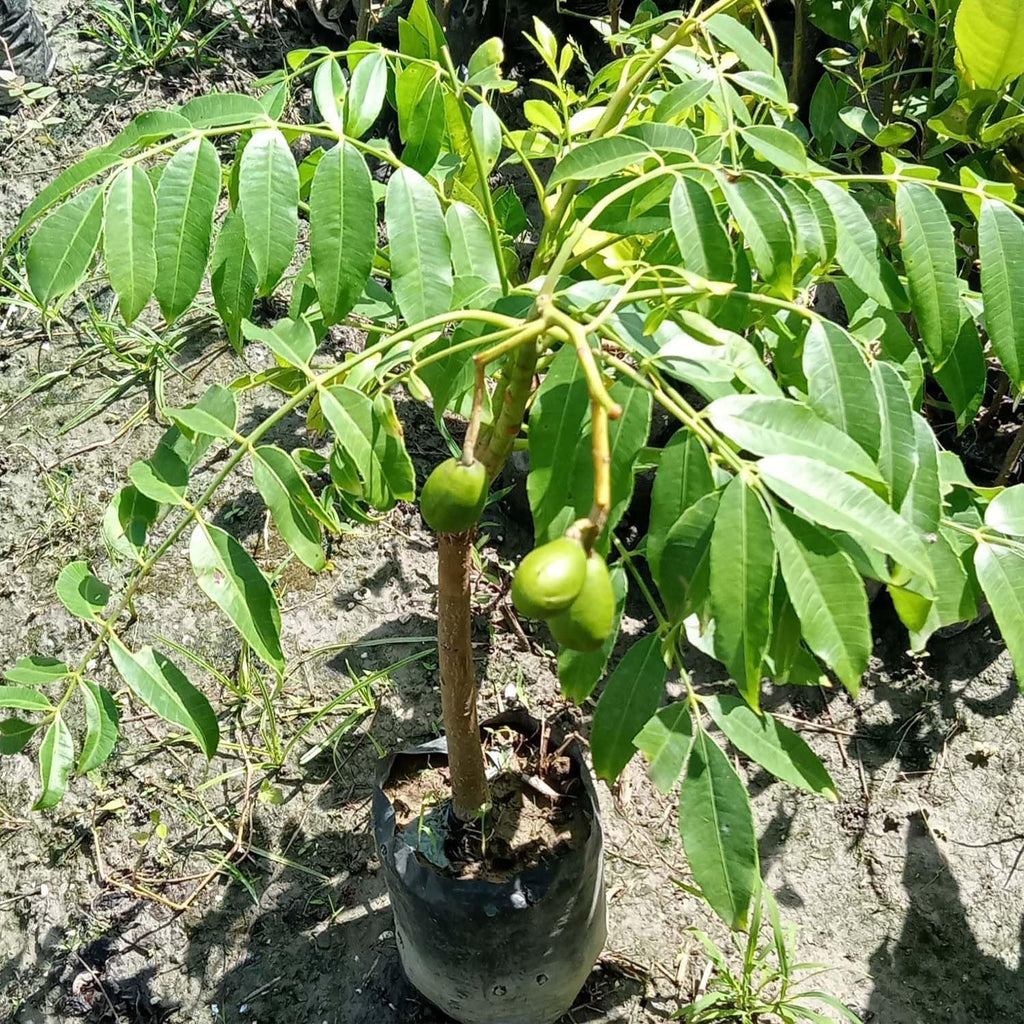 Hog Plum (Amra) Pack Of 1 Grafted