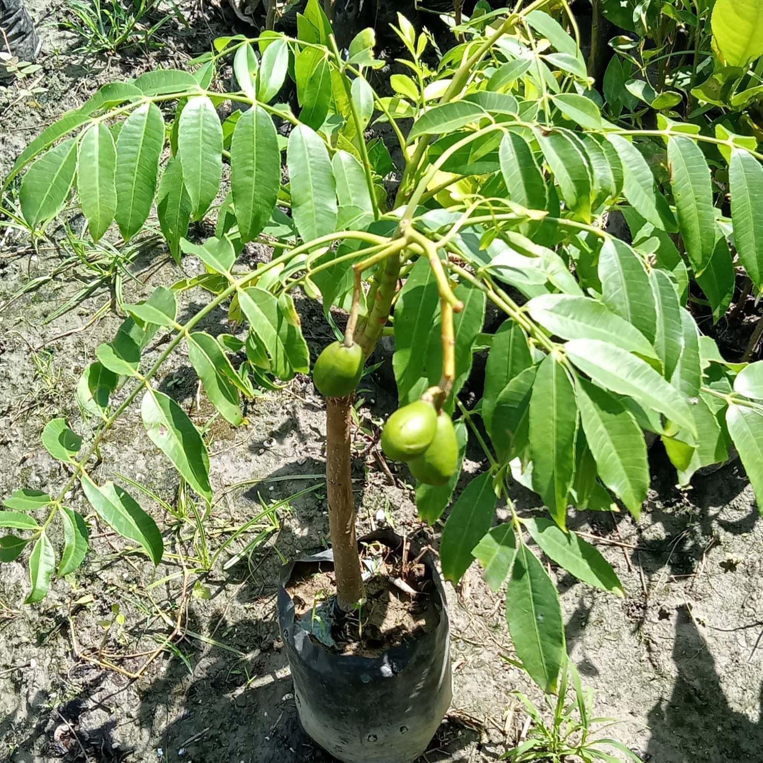 Hog Plum (Amra) Pack Of 1 Grafted