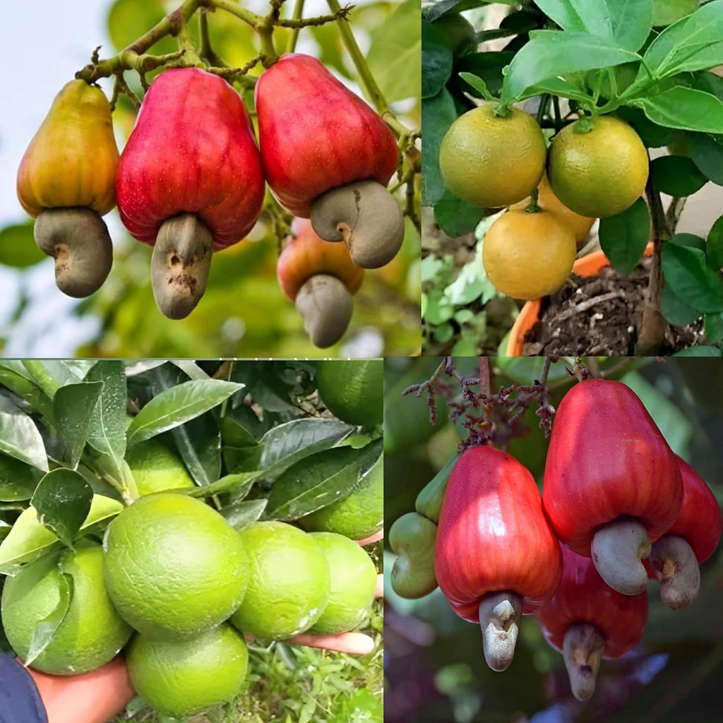Cashew + Nagpur Mosambi Combo (Pack of 2)