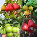 Cashew + Nagpur Mosambi Combo (Pack of 2)