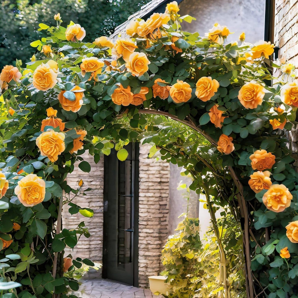 Peach Climbing Rose Plant (Chadiya Gulab)