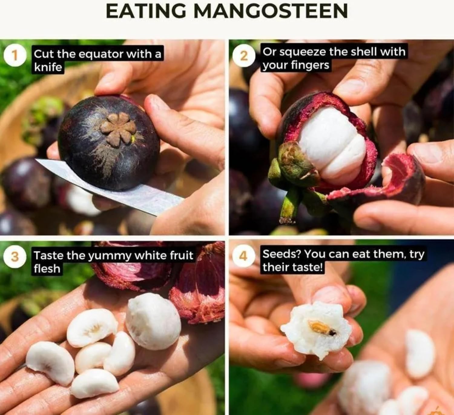 Mangosteen Live Plant (Purple Tropical Fruit)