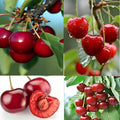 PlantExotic Sweet Red Barbados Cherry Healthy live Fruit Plant for Home Garden Tree Fruit Plant Pack of 1 in Grow Bag (Fruit Plant Height-2Ft To 3 Ft)