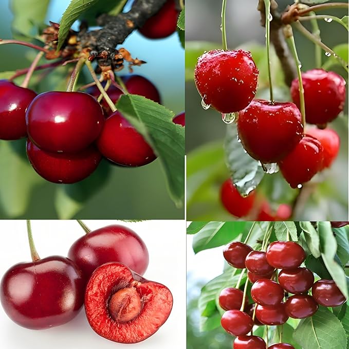 PlantExotic Sweet Red Barbados Cherry Healthy live Fruit Plant for Home Garden Tree Fruit Plant Pack of 1 in Grow Bag (Fruit Plant Height-2Ft To 3 Ft)