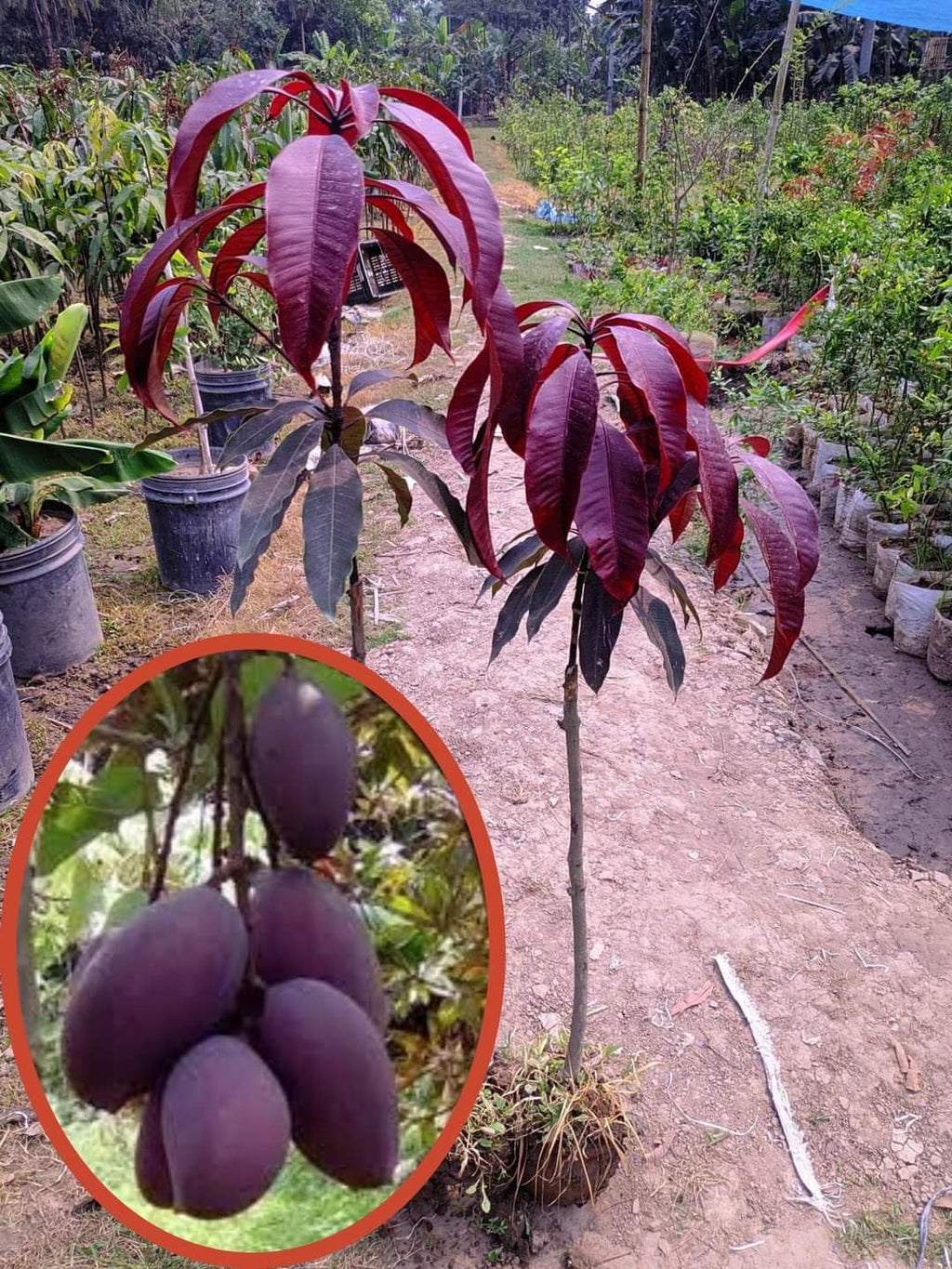 Kasturi Black Mango Grafted Plant