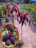 Kasturi Black Mango Grafted Plant