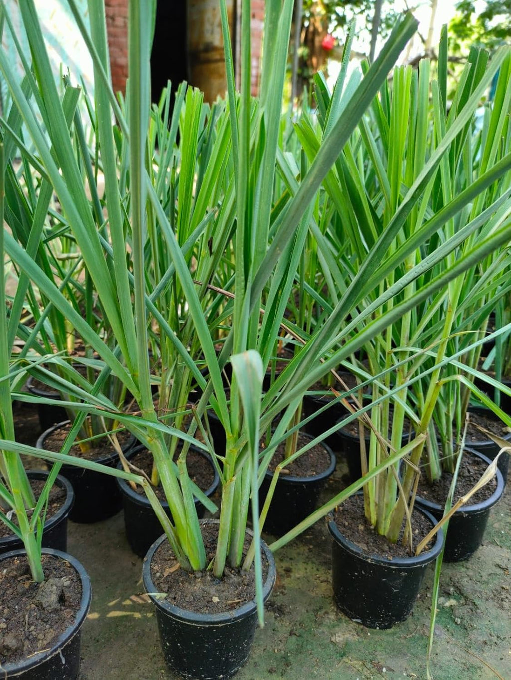 Lemongrass Fresh Medicinal Herb Plant