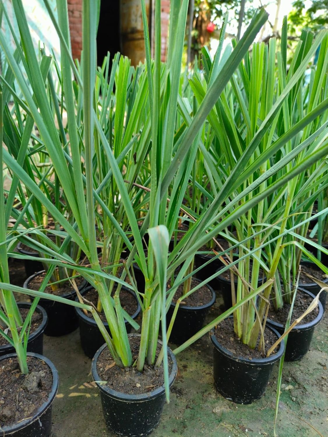 Lemongrass Fresh Medicinal Herb Plant
