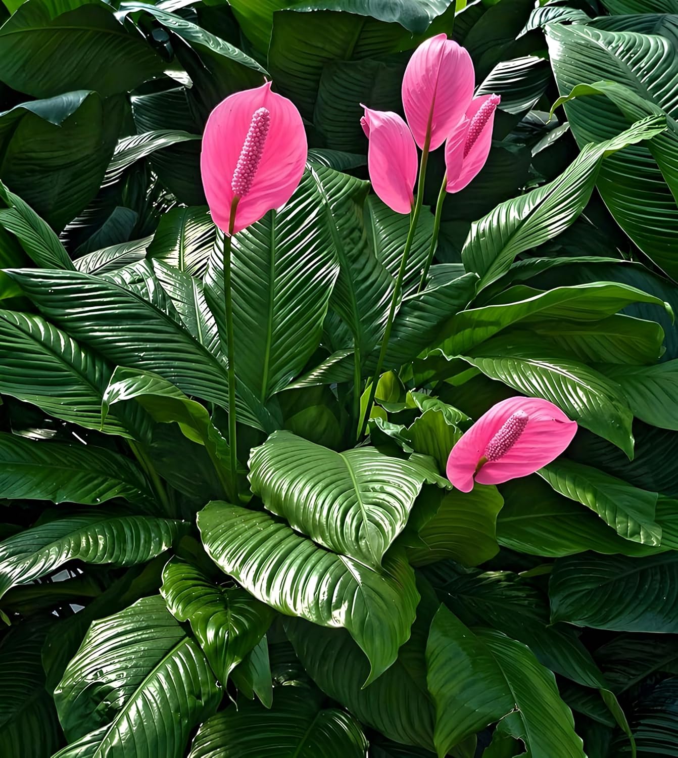Pink Peace Lily Indoor Live Plant