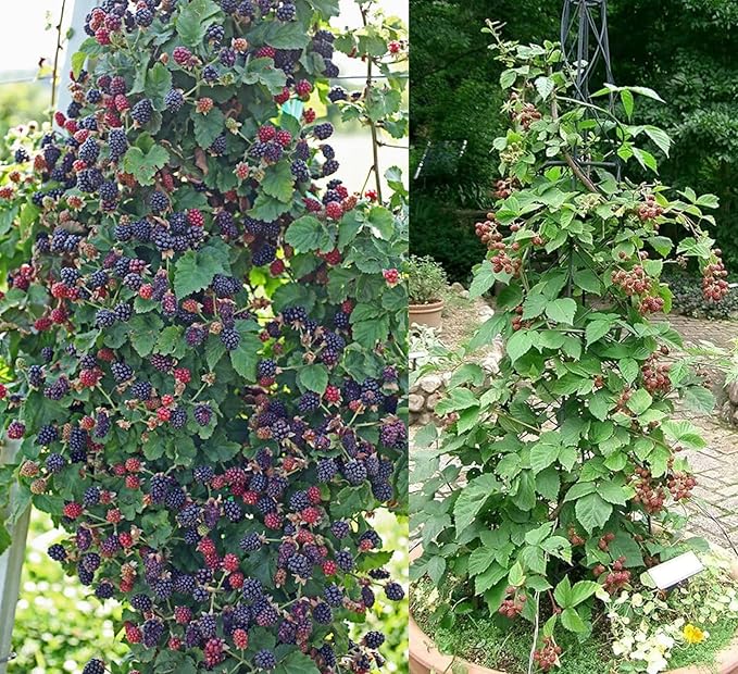 PlantExotic Air Layered Live Blackberry Fruit Plant, Thornless Blackberry Tree Plant for Home Garden, Berry Fruit Plant Live for Planting, Fruits in 2 Years