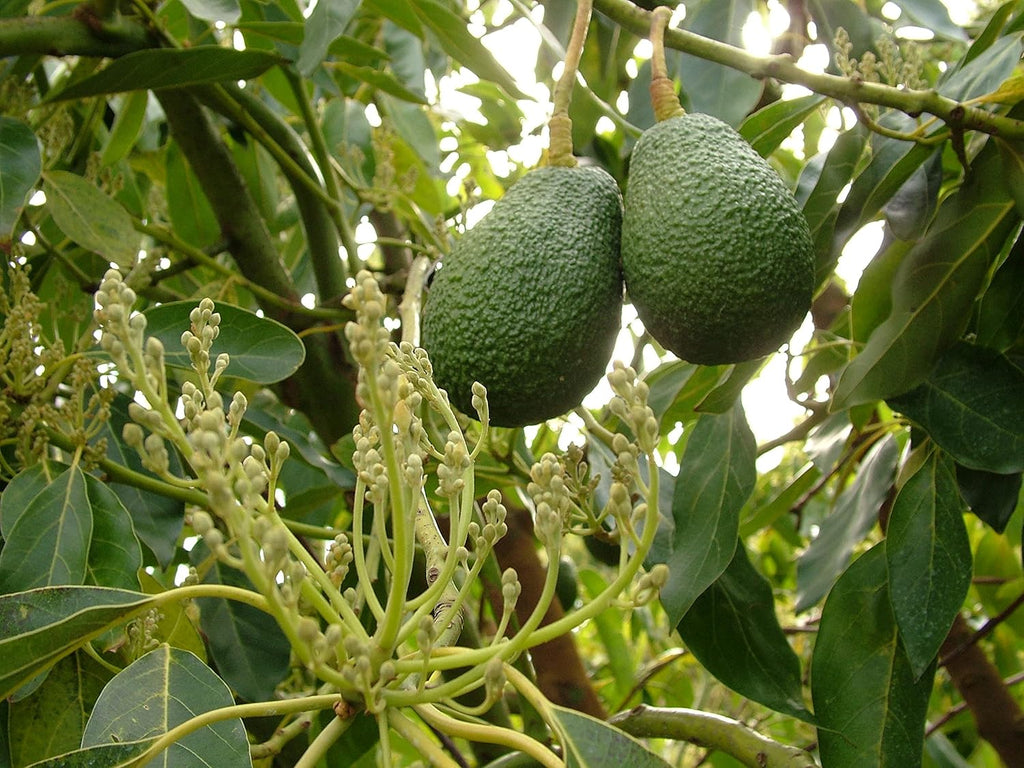 Rare Dwarf Hass Avocado Grafted Plant