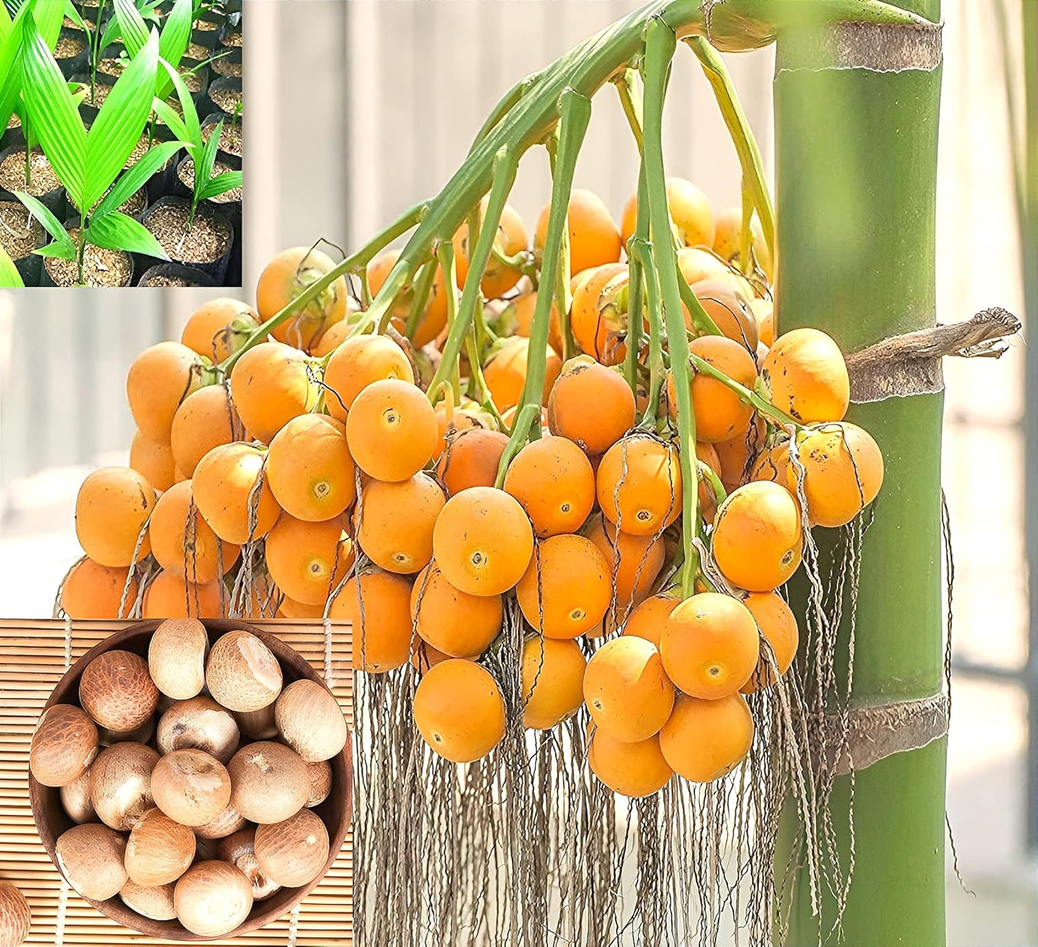 Betel Nut (Supari) Areca Palm Plant