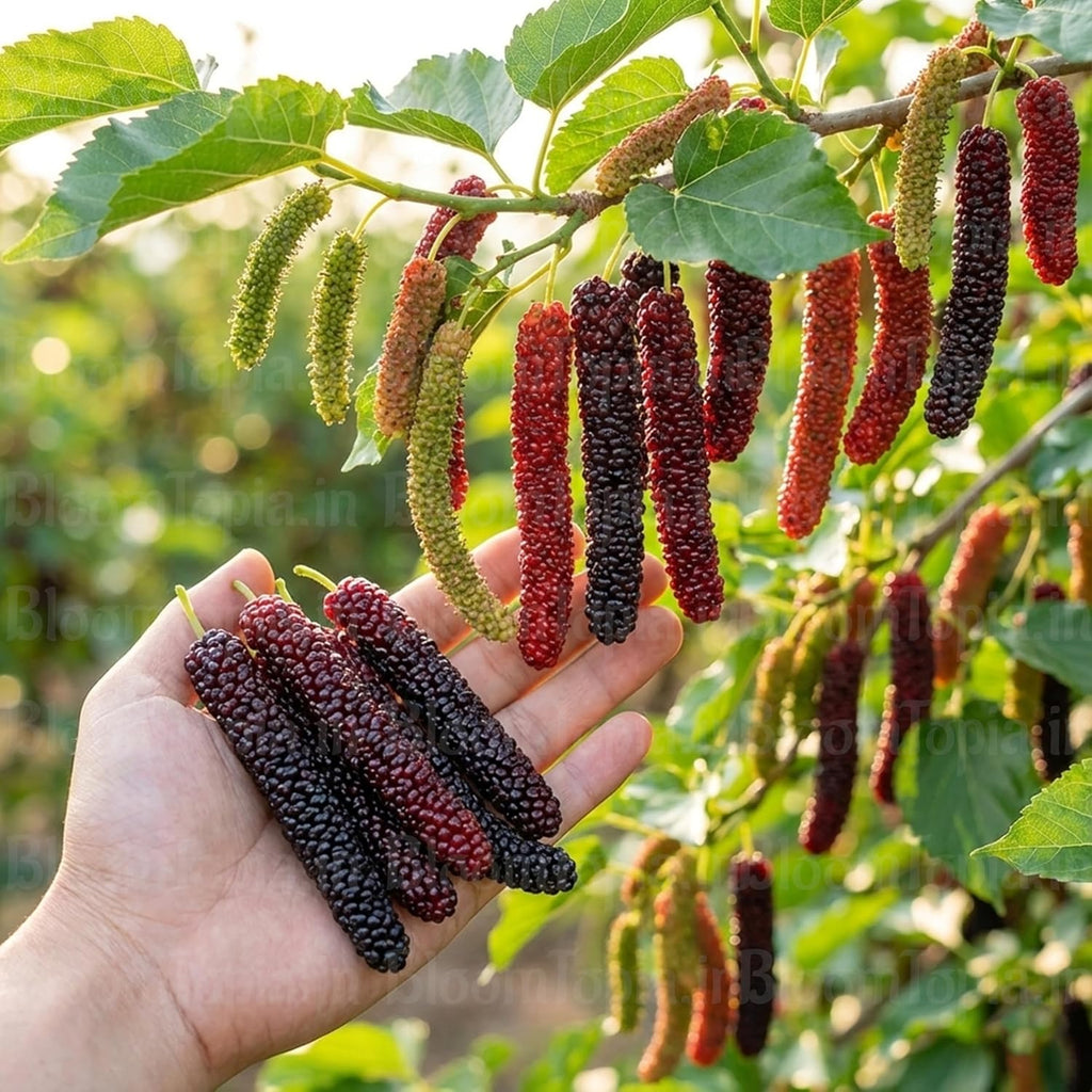 Finger Taiwan Mulberry (Shahtoot) Grafted Plant