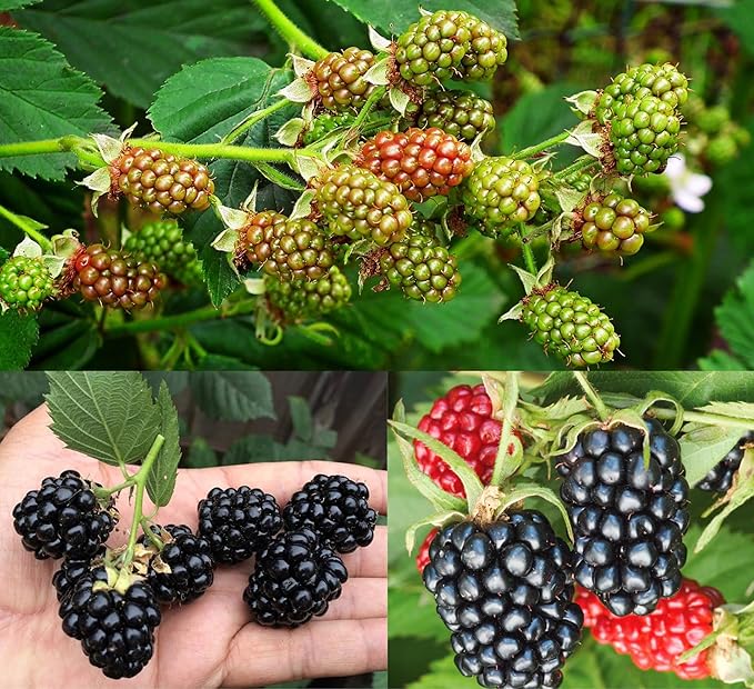 PlantExotic Air Layered Live Blackberry Fruit Plant, Thornless Blackberry Tree Plant for Home Garden, Berry Fruit Plant Live for Planting, Fruits in 2 Years